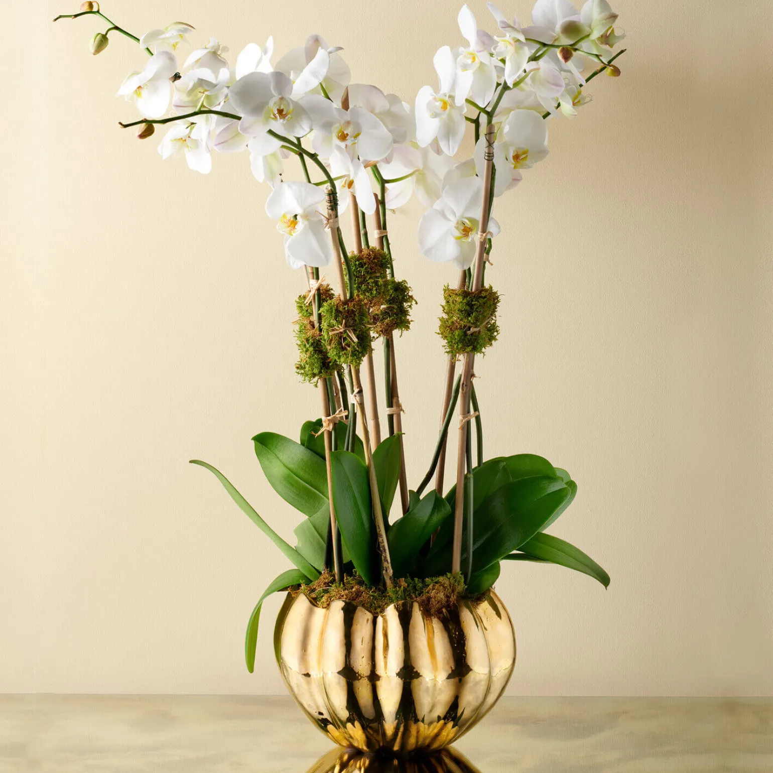 mirabelle_cachepot_gold_2.webp Mirabelle Cachepot Gold